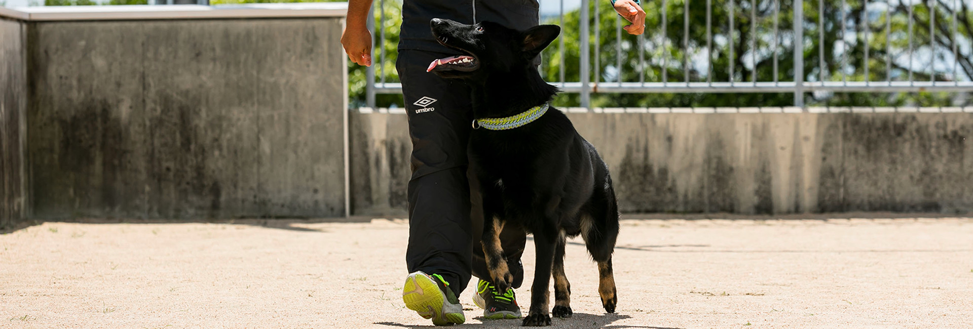 Dog Training GROW DOG