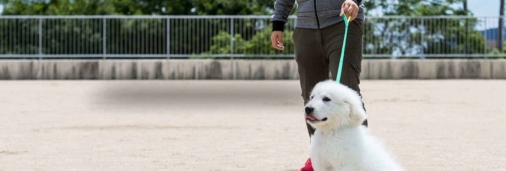 Dog Training GROW DOG