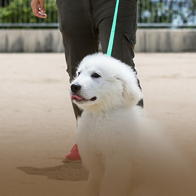 Dog Training GROW DOG